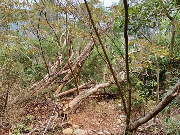 【台中豐原】豐原萬里長城登山步道x寮水山