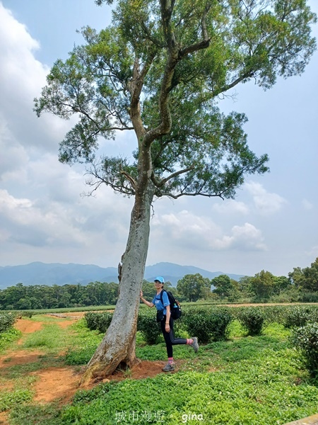 【苗栗三義~】天晴踏青趣。 四月雪 小徑x慈濟山x三義山x新