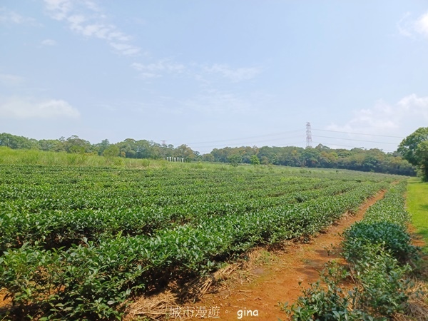 【苗栗三義~】天晴踏青趣。 四月雪 小徑x慈濟山x三義山x新