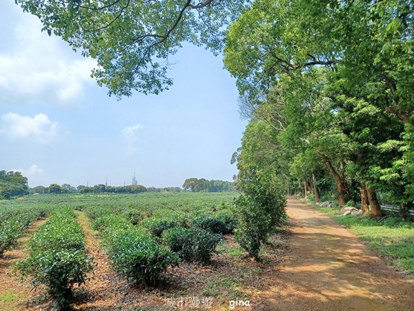 【苗栗三義~】天晴踏青趣。 四月雪 小徑x慈濟山x三義山x新