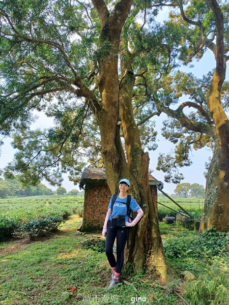 【苗栗三義~】天晴踏青趣。 四月雪 小徑x慈濟山x三義山x新