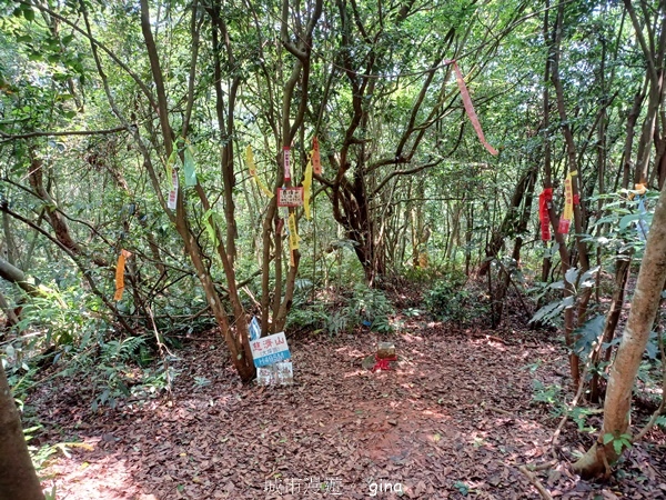 【苗栗三義~】天晴踏青趣。 四月雪 小徑x慈濟山x三義山x新