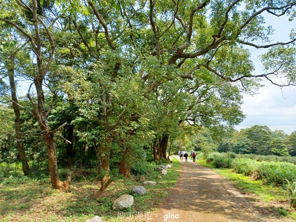 【苗栗三義~】天晴踏青趣。 四月雪 小徑x慈濟山x三義山x新