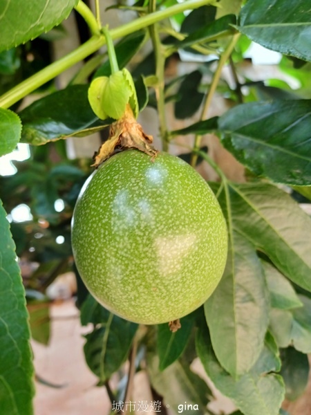 【苗栗三義~】天晴踏青趣。 四月雪 小徑x慈濟山x三義山x新