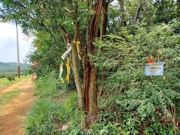 【苗栗三義~】天晴踏青趣。 四月雪 小徑x慈濟山x三義山x新
