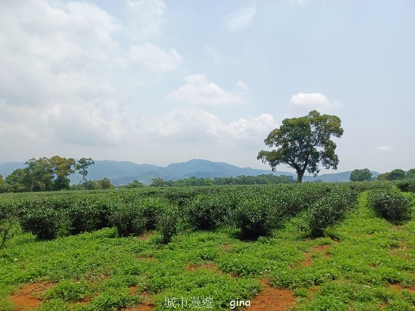 【苗栗三義~】天晴踏青趣。 四月雪 小徑x慈濟山x三義山x新