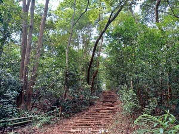 【苗栗三義~】天晴踏青趣。 四月雪 小徑x慈濟山x三義山x新