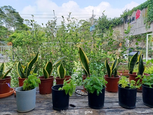 【苗栗三義~】天晴踏青趣。 四月雪 小徑x慈濟山x三義山x新