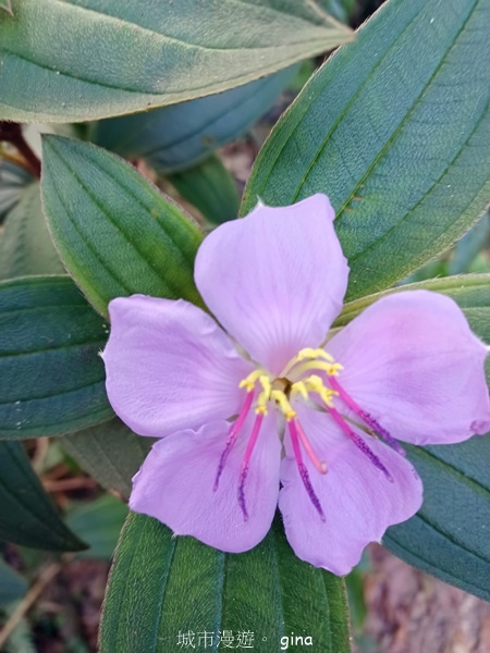 【屏東獅子鄉】台灣百大必訪步道~里龍山步道~