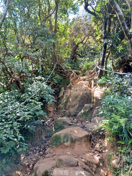 【屏東獅子鄉】台灣百大必訪步道~里龍山步道~