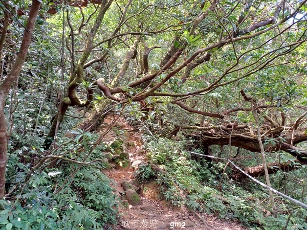 【屏東獅子鄉】台灣百大必訪步道~里龍山步道~