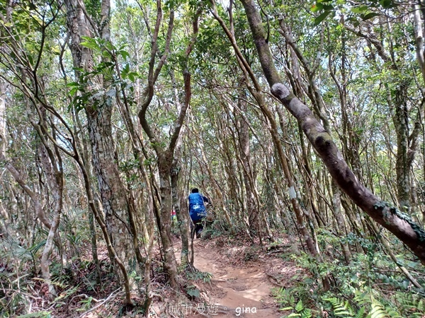 【屏東獅子鄉】台灣百大必訪步道~里龍山步道~