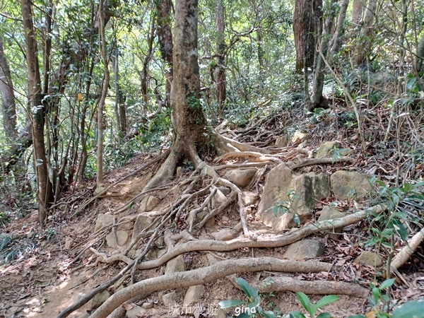 【屏東獅子鄉】台灣百大必訪步道~里龍山步道~