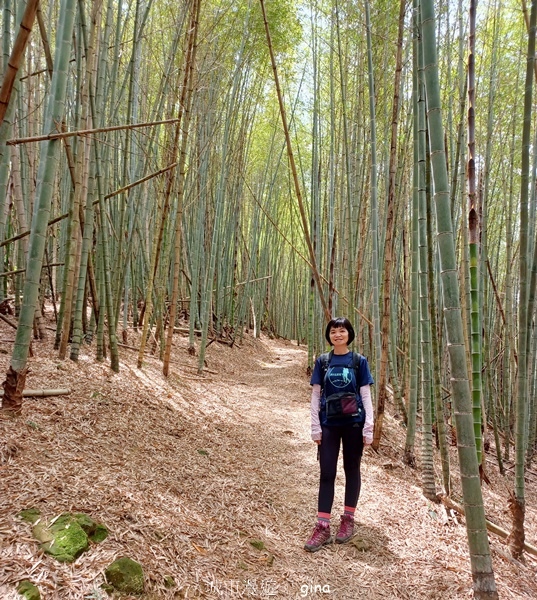 【嘉義梅山】瑞太古道 x油車寮步道