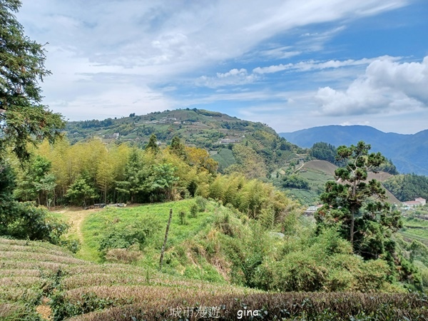 【嘉義梅山】瑞太古道 x油車寮步道