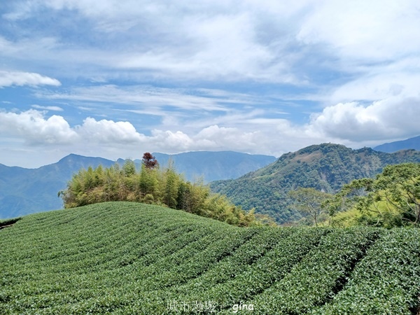 【嘉義梅山】瑞太古道 x油車寮步道