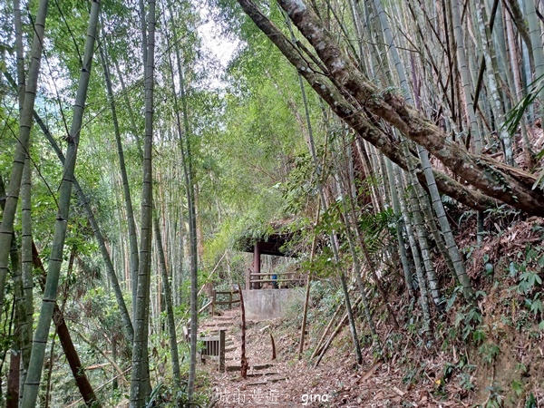 【嘉義梅山】瑞太古道 x油車寮步道