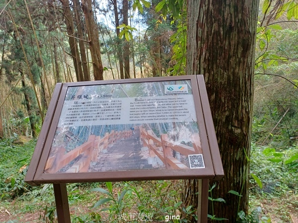 【嘉義梅山】瑞太古道 x油車寮步道