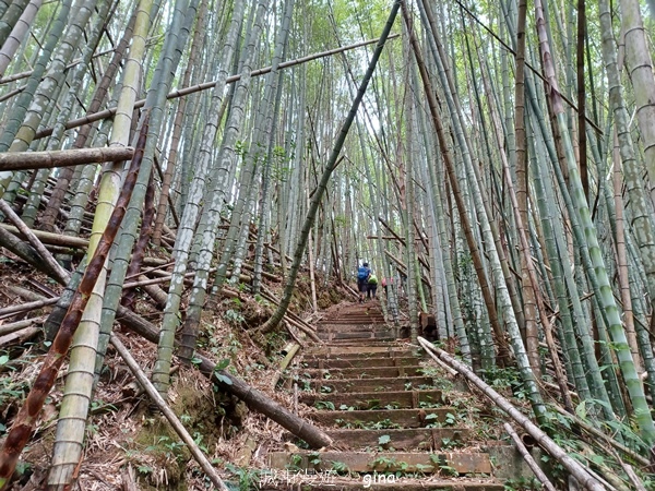 【嘉義梅山】瑞太古道 x油車寮步道
