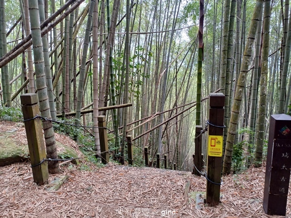 【嘉義梅山】瑞太古道 x油車寮步道