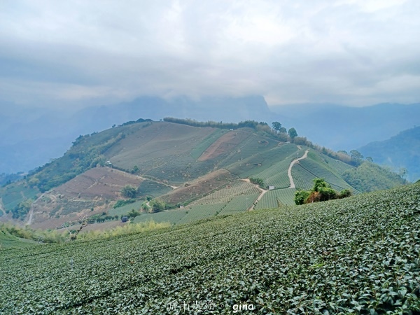 【嘉義梅山】瑞太古道 x油車寮步道