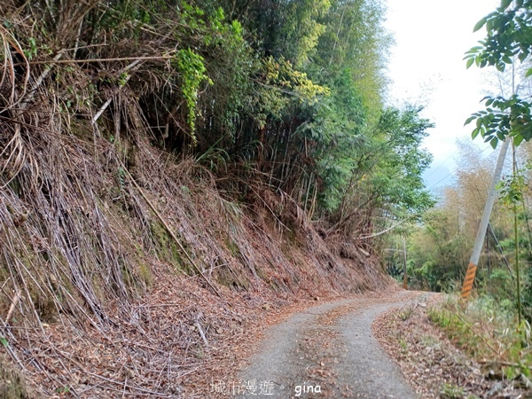 【嘉義梅山】瑞太古道 x油車寮步道