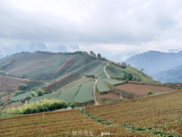 【嘉義梅山】瑞太古道 x油車寮步道