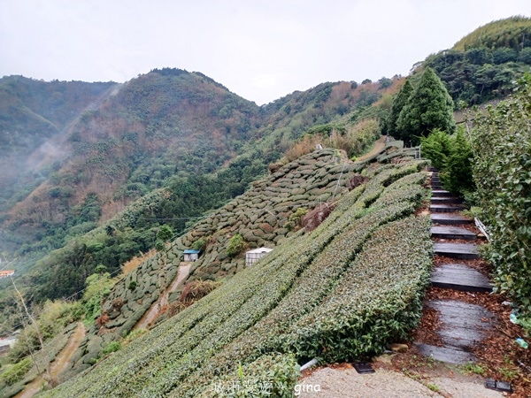 【嘉義梅山】瑞太古道 x油車寮步道