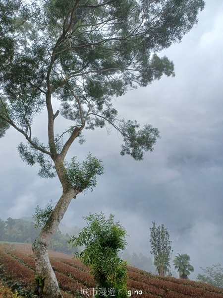 【嘉義梅山】瑞太古道 x油車寮步道