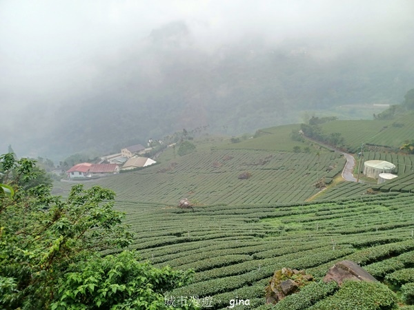【嘉義梅山】瑞太古道 x油車寮步道