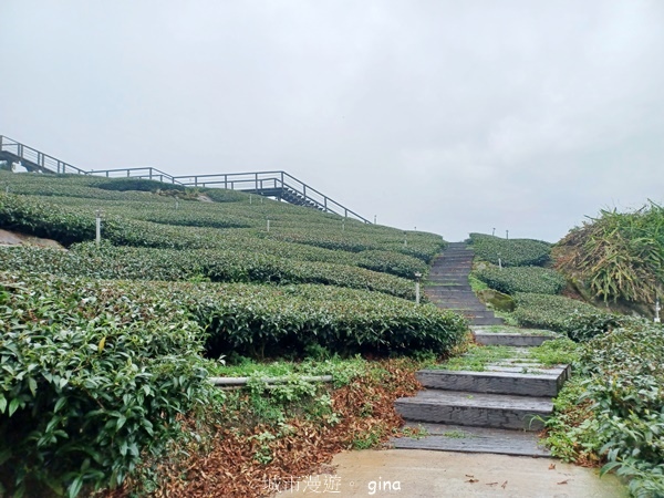 【嘉義梅山】瑞太古道 x油車寮步道