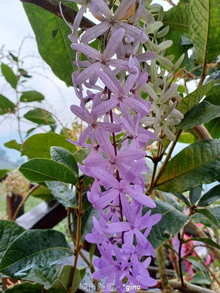 【嘉義梅山】瑞太古道 x油車寮步道
