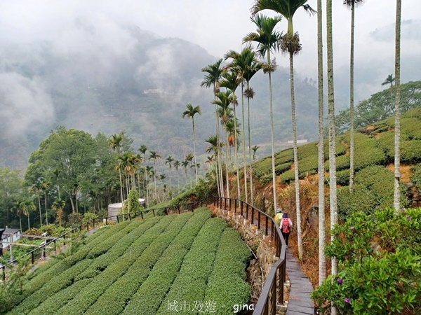 【嘉義梅山】瑞太古道 x油車寮步道