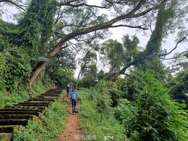 【新竹芎林】台灣百大必訪步道。 飛鳳山、觀日坪古道O繞