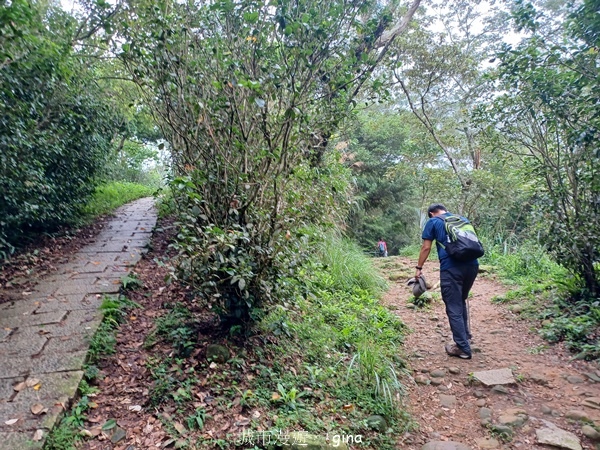 【新竹芎林】台灣百大必訪步道。 飛鳳山、觀日坪古道O繞