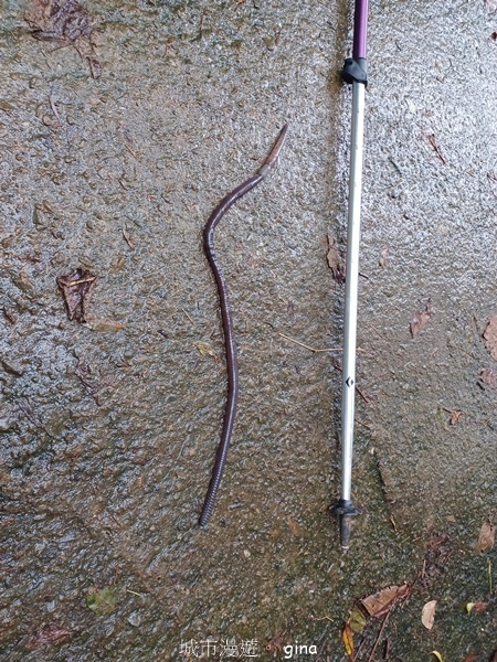 【新竹芎林】台灣百大必訪步道。 飛鳳山、觀日坪古道O繞