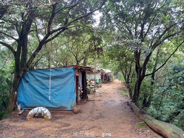 【新竹芎林】台灣百大必訪步道。 飛鳳山、觀日坪古道O繞