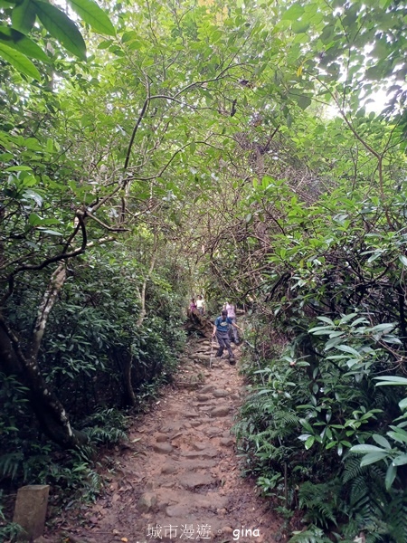 【新竹芎林】台灣百大必訪步道。 飛鳳山、觀日坪古道O繞