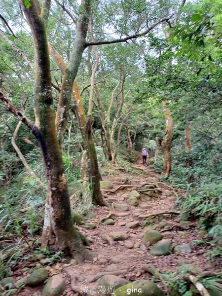 【新竹芎林】台灣百大必訪步道。 飛鳳山、觀日坪古道O繞