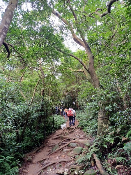 【新竹芎林】台灣百大必訪步道。 飛鳳山、觀日坪古道O繞