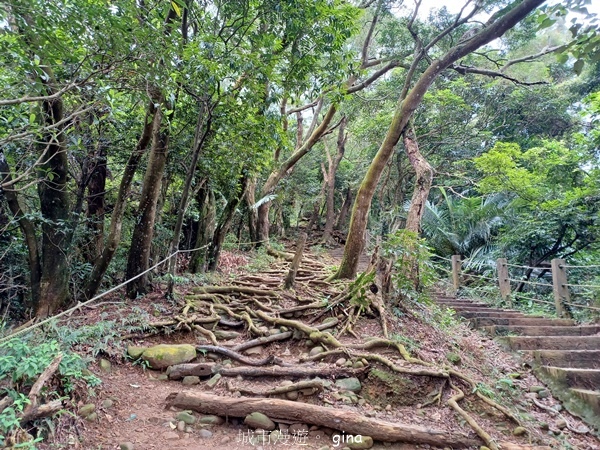 【新竹芎林】台灣百大必訪步道。 飛鳳山、觀日坪古道O繞
