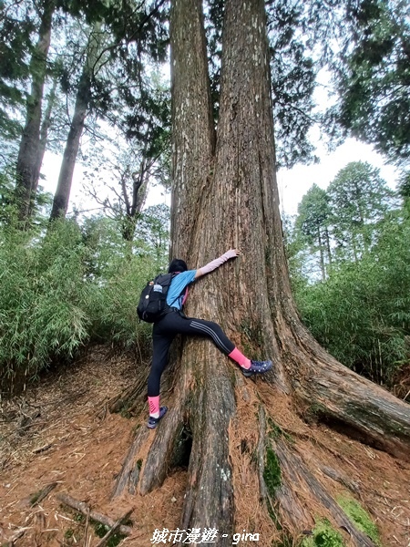 【台中和平】稍來小雪山國家步道~