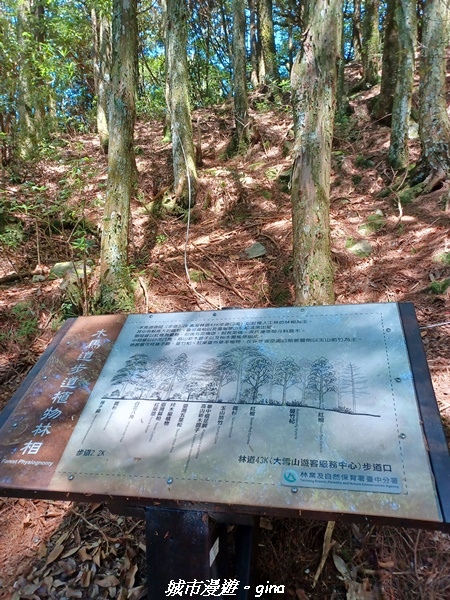 【台中和平】稍來小雪山國家步道~