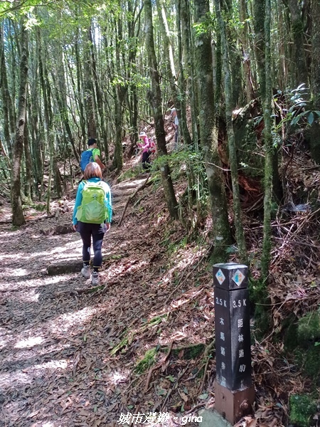 【台中和平】稍來小雪山國家步道~