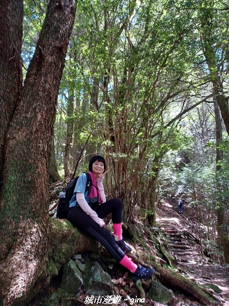 【台中和平】稍來小雪山國家步道~