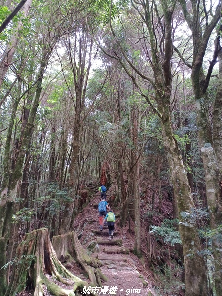 【台中和平】稍來小雪山國家步道~