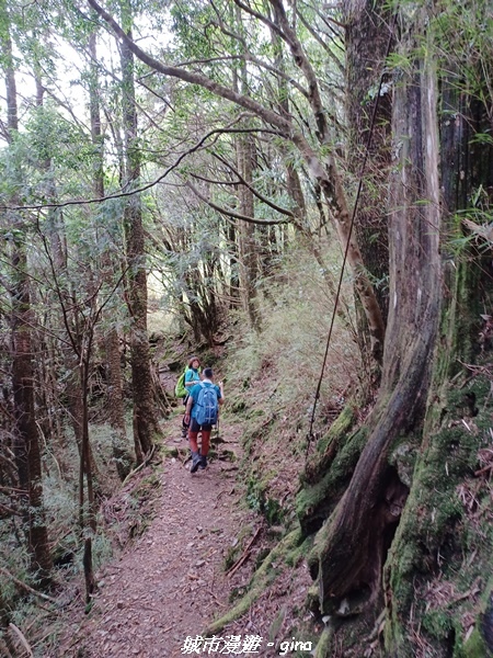【台中和平】稍來小雪山國家步道~