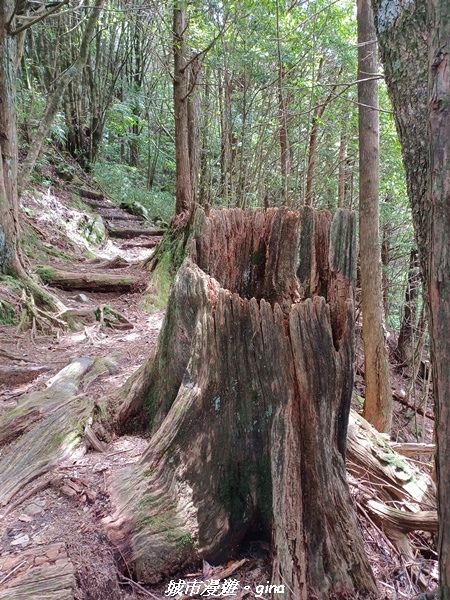 【台中和平】稍來小雪山國家步道~