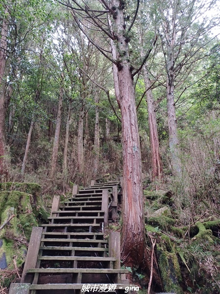【台中和平】稍來小雪山國家步道~