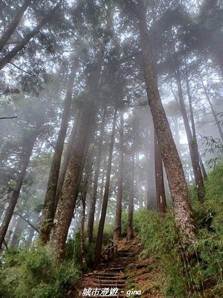 【台中和平】稍來小雪山國家步道~
